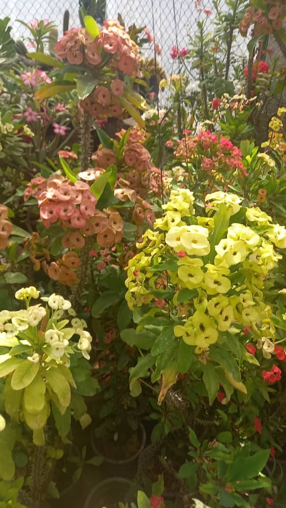 #gardening #beautiful #tampa #smallbusiness #interiordesign | Alexei ...