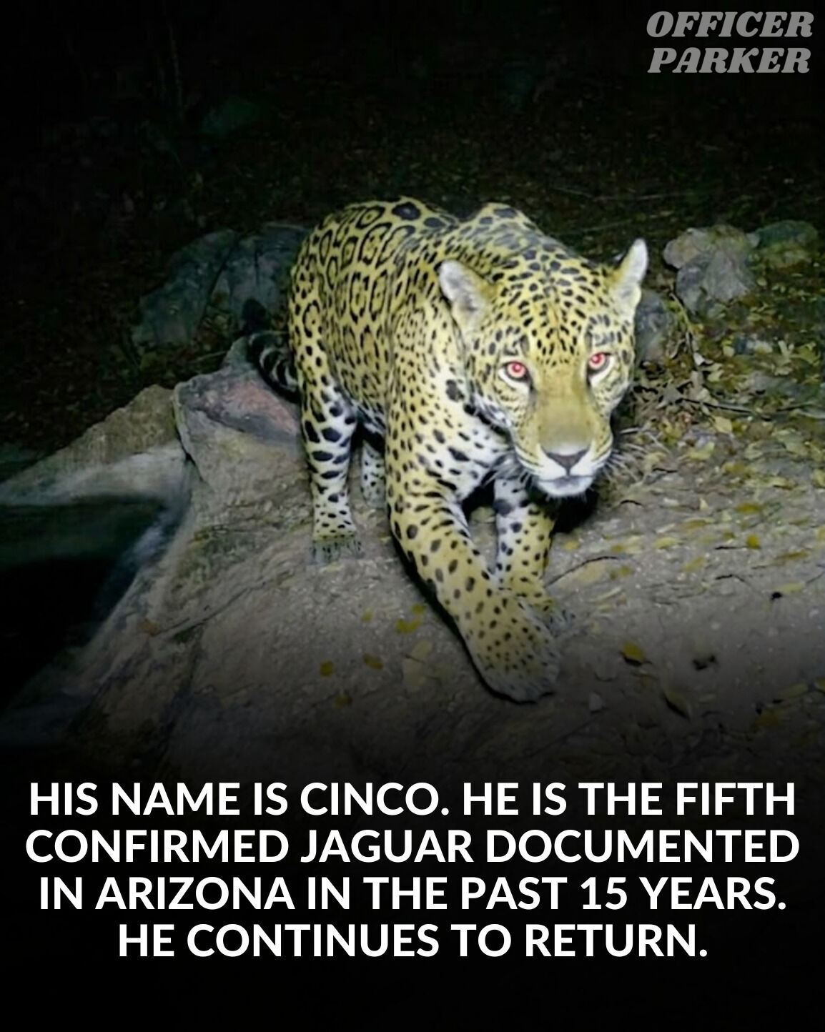 An endangered jaguar nicknamed Cinco showed up on trail camera