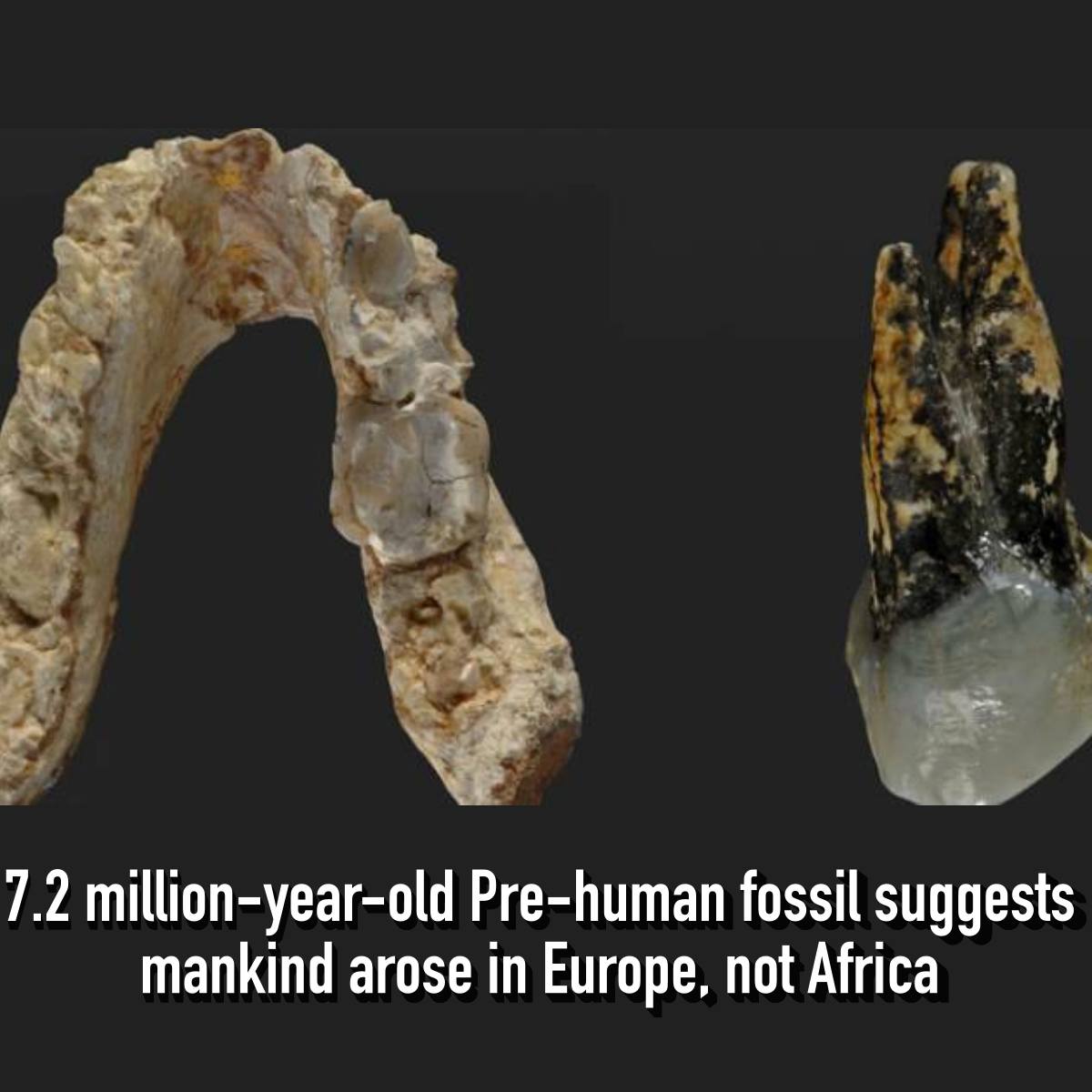 Hominins (early humans) are... - Classics and Ancient History