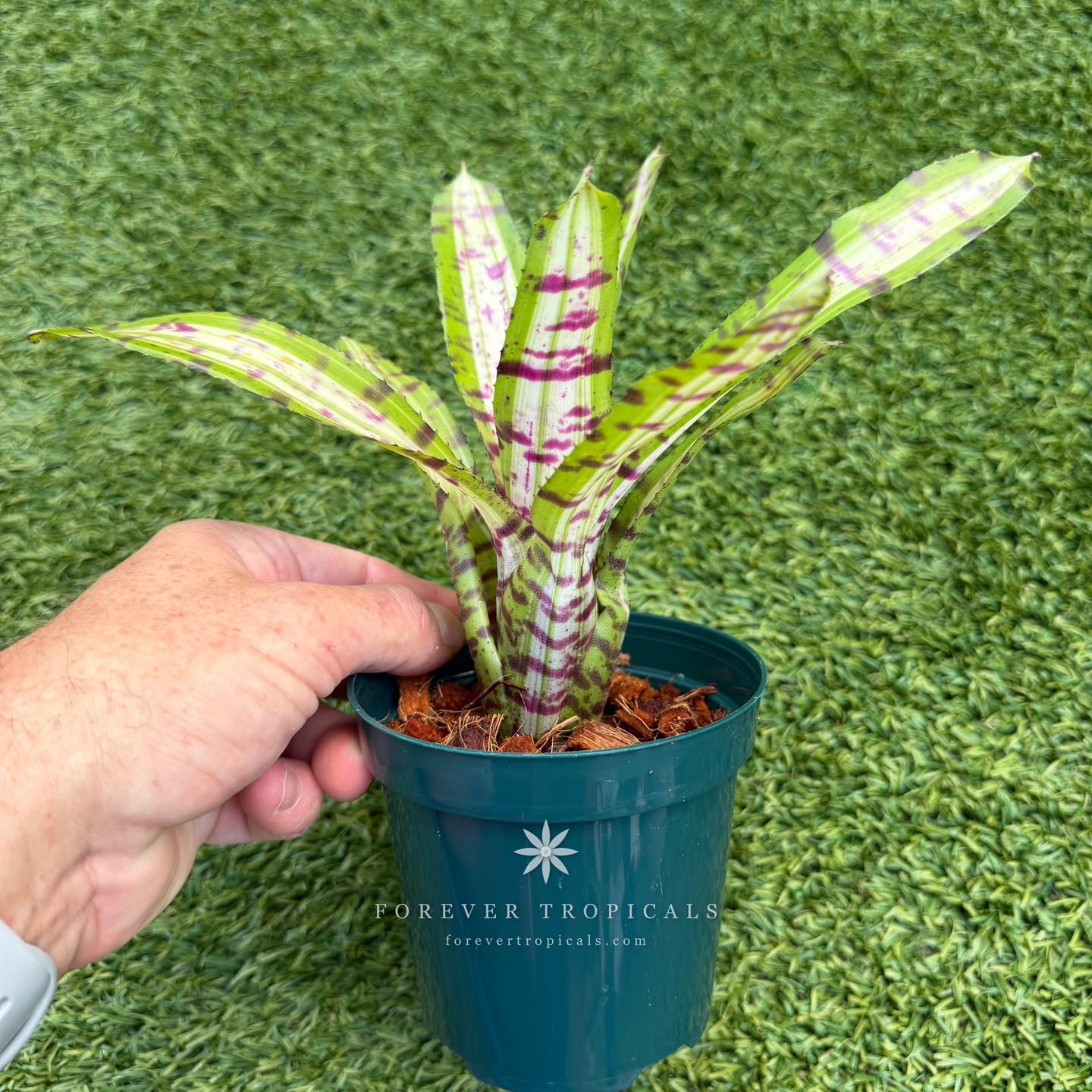 Forever - Neoregelia 'Hyena' | Facebook