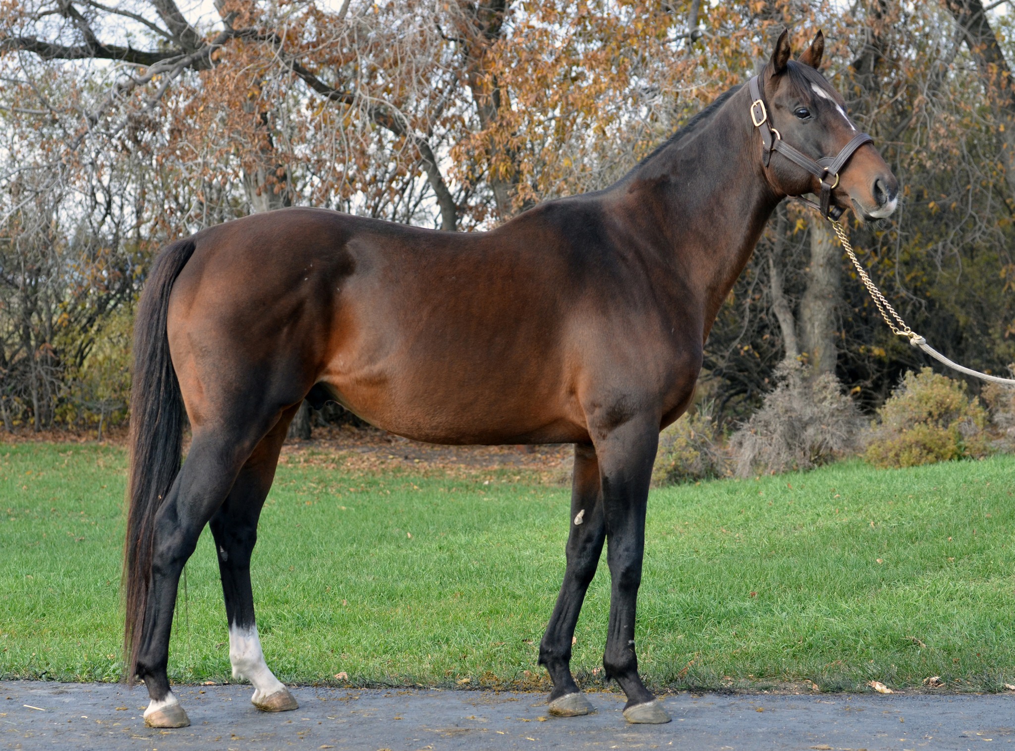 Workwize Stables' yearling sale on September 18th