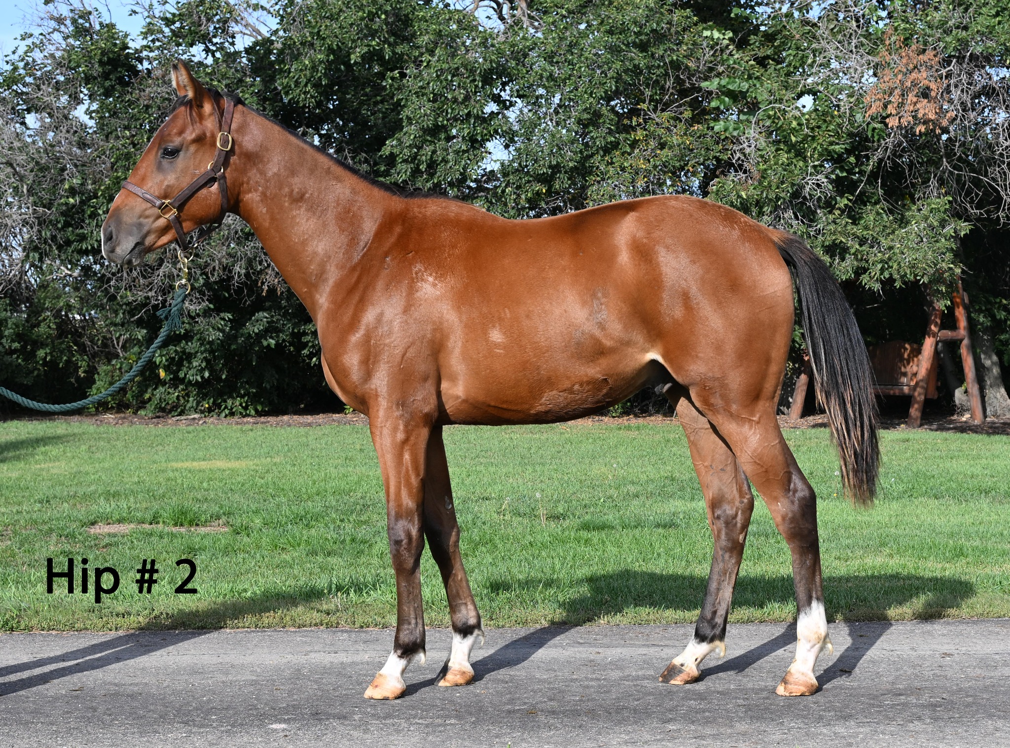 ボンド様 Workwize Stables' yearling sale on September 18th