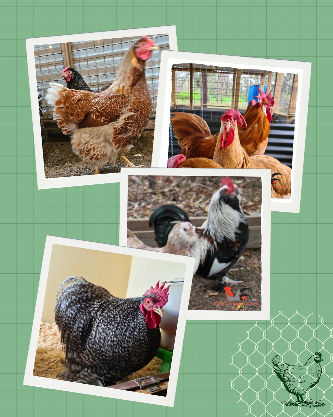 Photo inspiration: Fresh Look at Libby S Why Heritage Chickens Matter More Than You Think