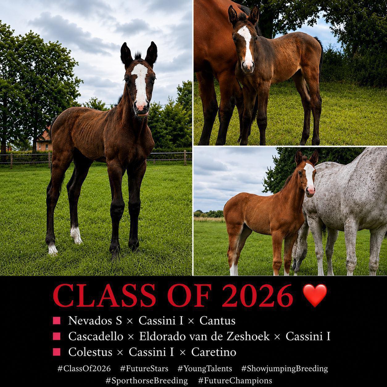 メメ Holsten Stables