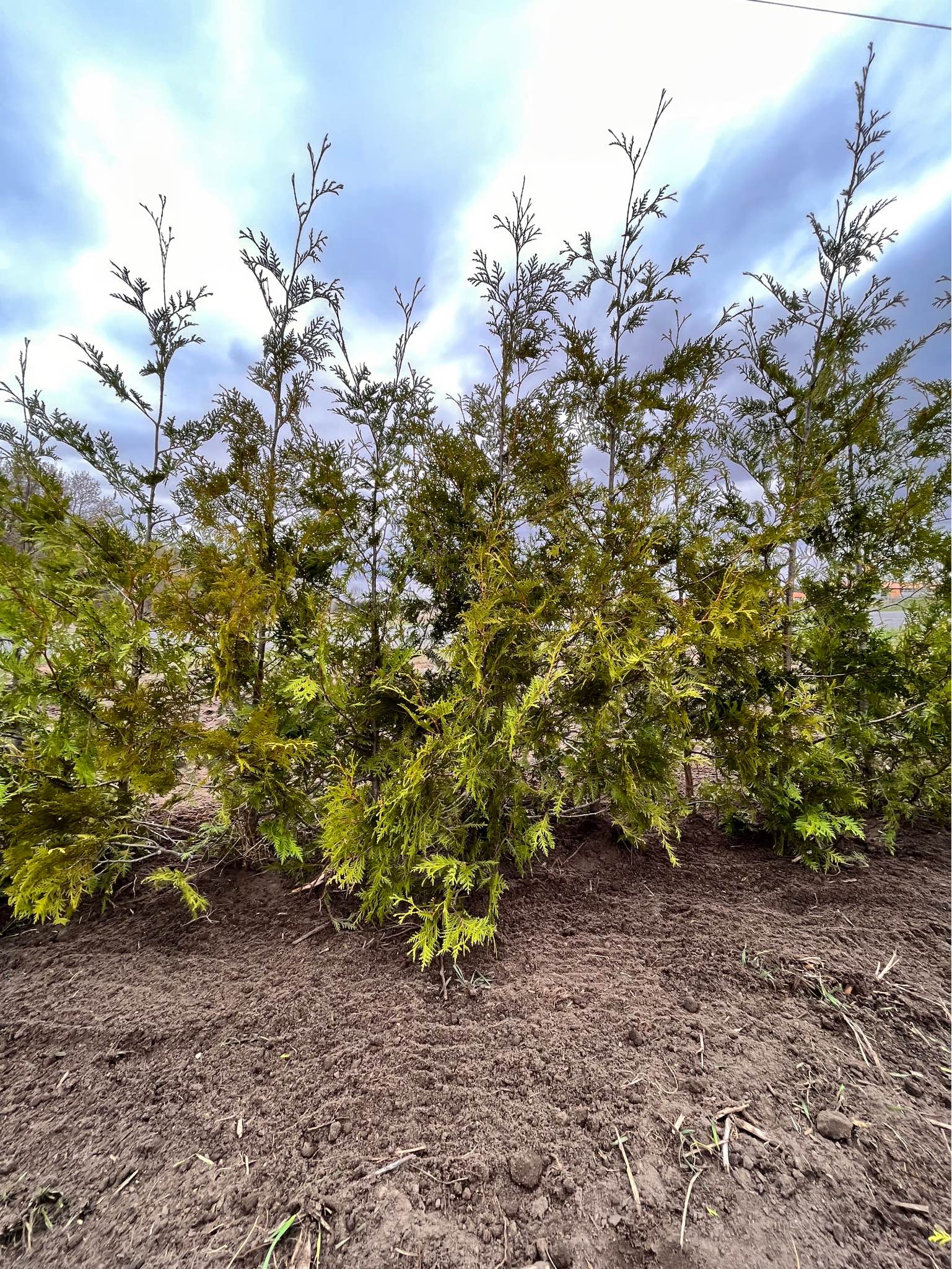 🌲Hewitt’s Evergreen Trees 🌲 - Plants & Seedlings - Hamilton, Ontario ...