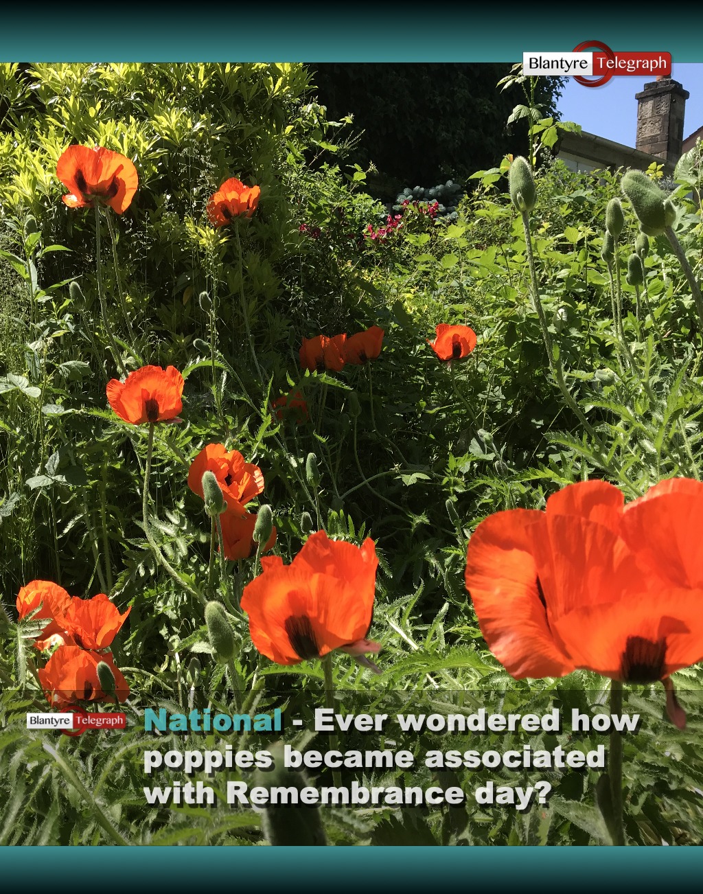 Blantyre - EVER WONDERED ABOUT POPPIES? Why they're associated with ...