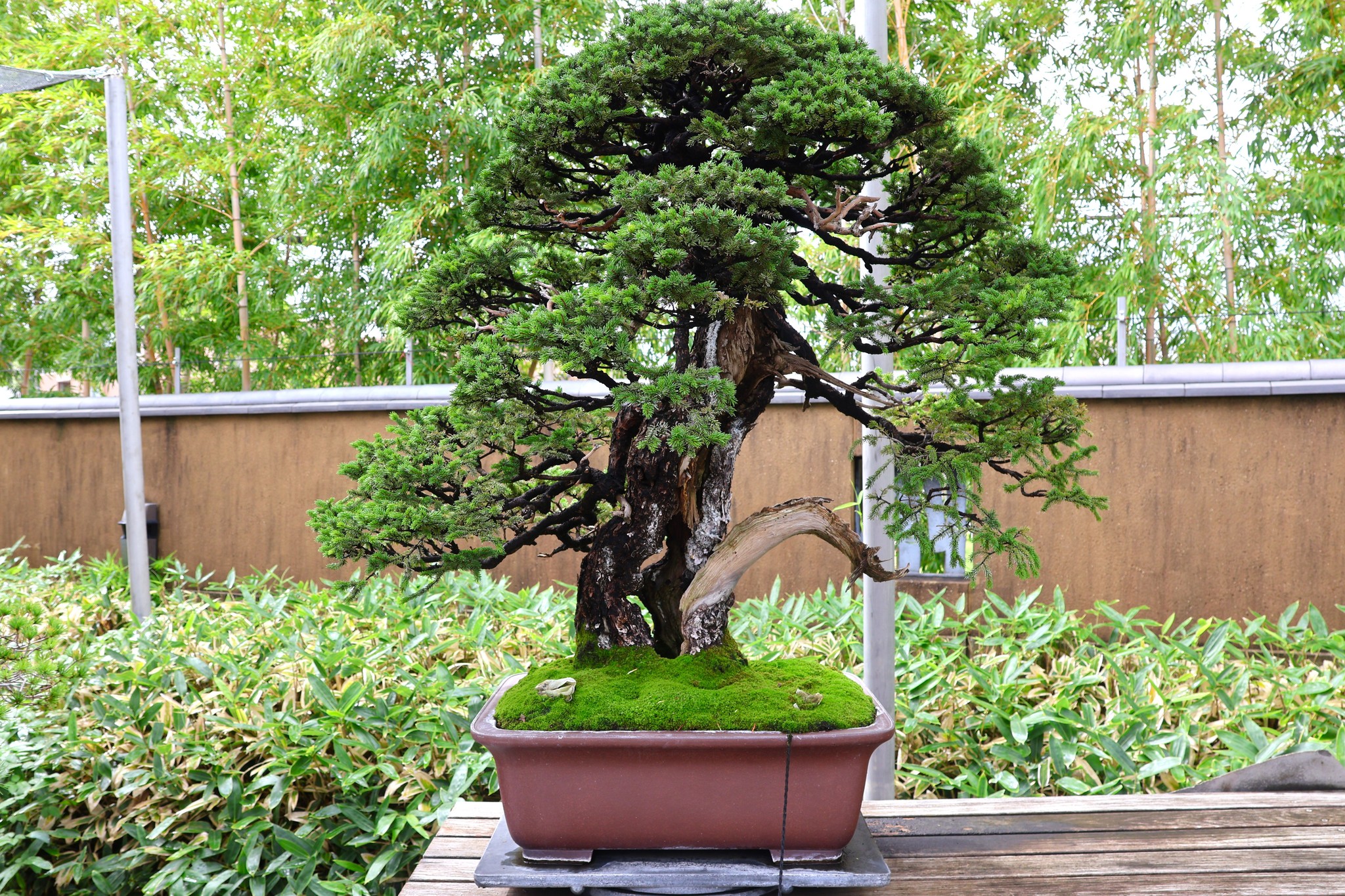 現在の展示 Current Exhibition 貴船糸掛石 銘「起雲」 京都貴船川に産