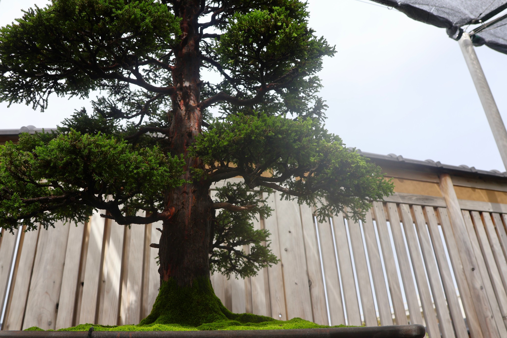 現在の展示 Current Exhibition 貴船糸掛石 銘「起雲」 京都貴船川に産