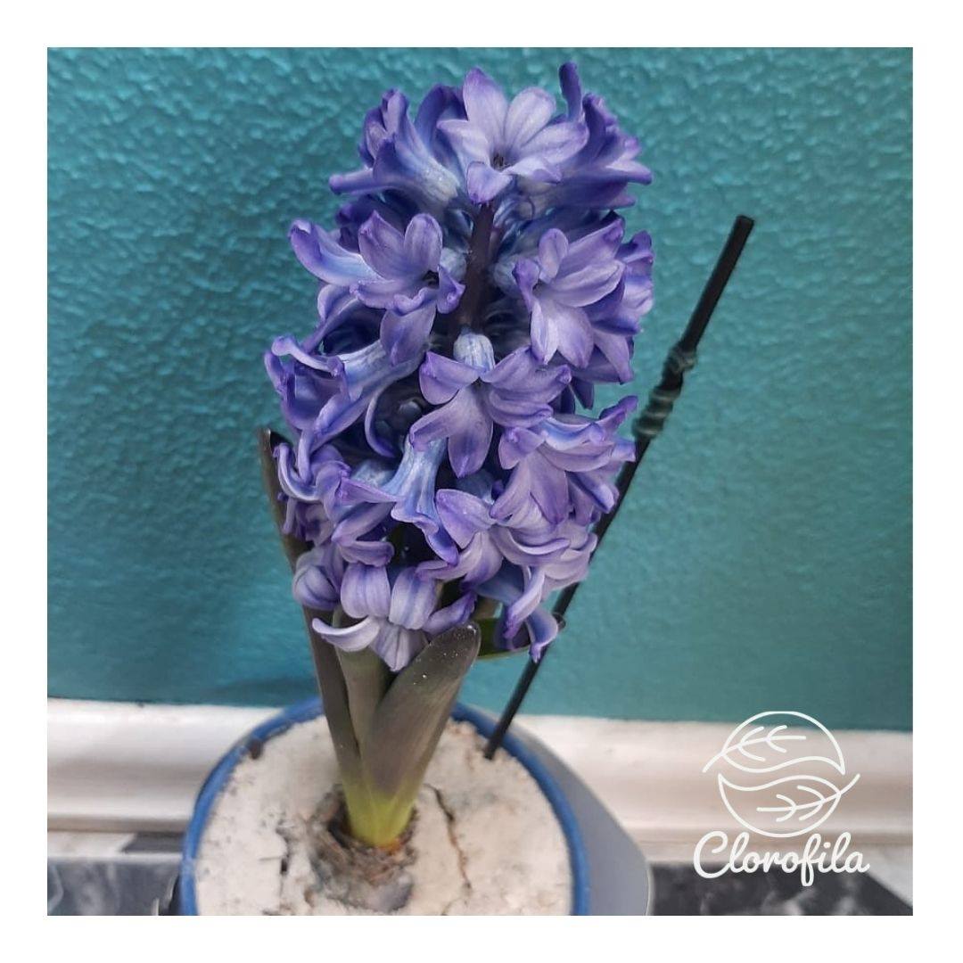 O Perfume da França😍 . Flor que deixa a... - Clorofila Quarai | Facebook