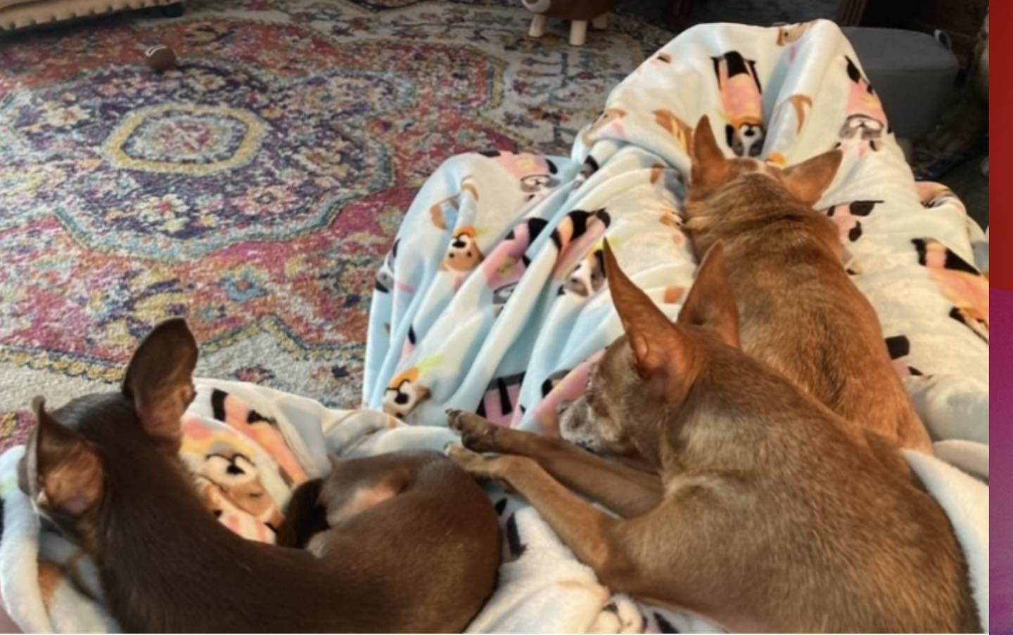 M様❤チワワ プーコでカウボーイ❣️ Choco - Wap sitting wiff momma😂🐾❤️🙏🏻 | Facebook