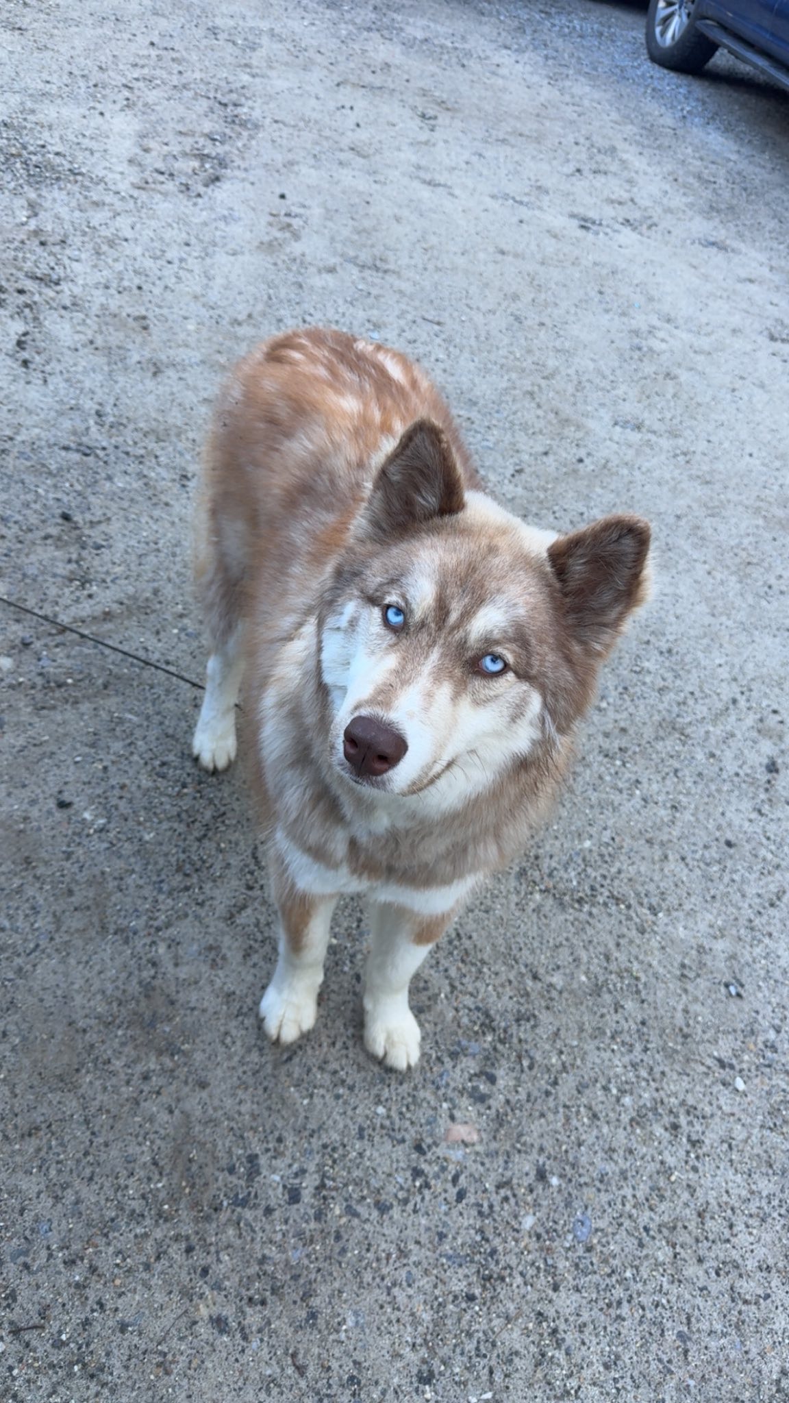 deb klowas Pet sitting services available in Cumberland and North Yarmouth bpc 157 nebenwirkungen BPC-157