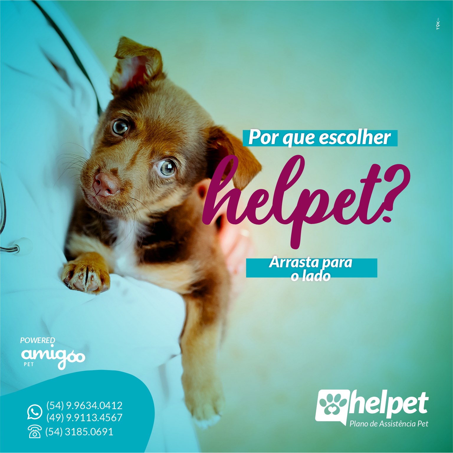 🐶🐱Gato ou cachorro?... - Helpet -Plano de Assitência PET