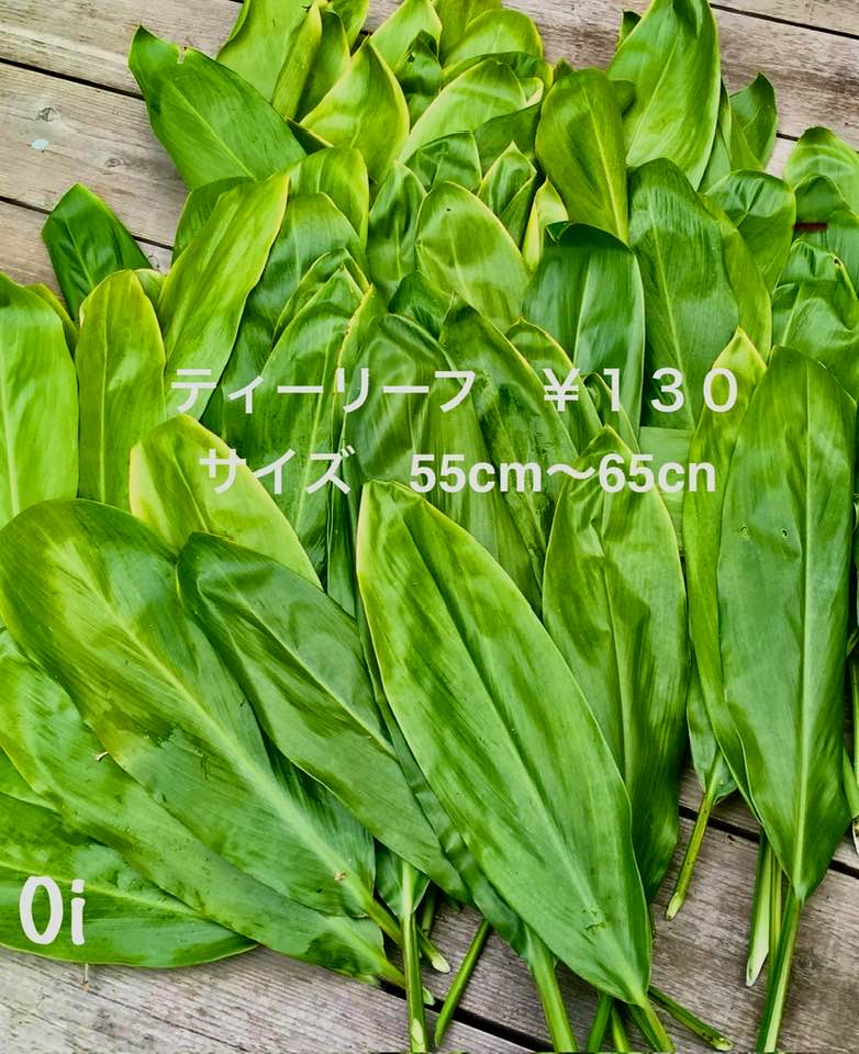 ティーリーフ - ティーリーフ 1枚 ¥130 サイズ 55cm〜65cn(葉っぱ)