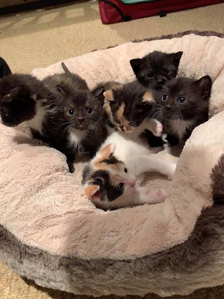 🍊🍇 HAND REAR KITTENS 🍇🍊 😿 SAVED FROM... - Kitty Rescue Bury | Facebook