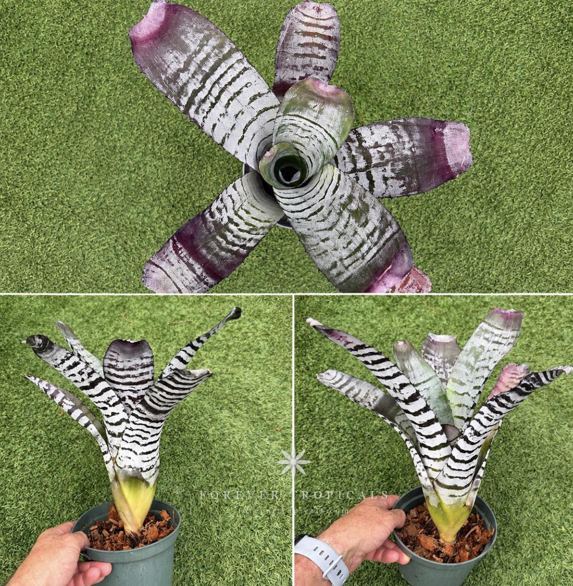 Forever - Neoregelia 'Hyena' | Facebook