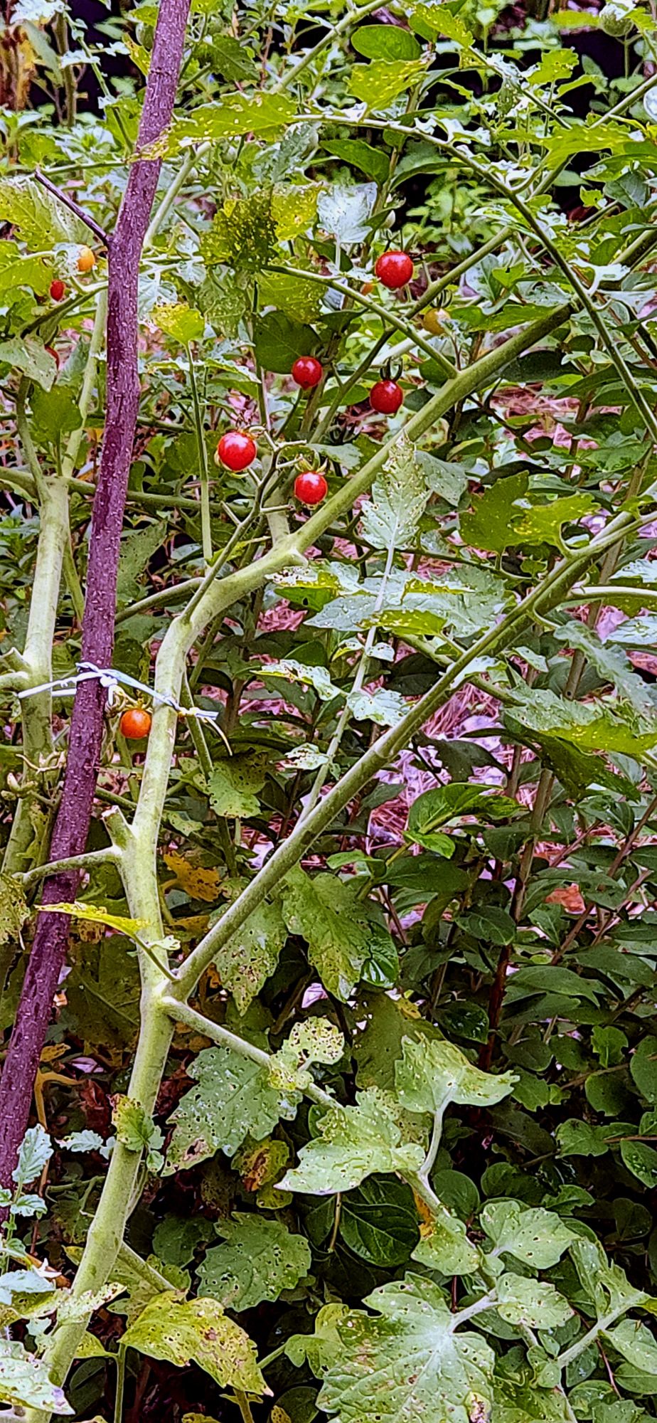 Eastern North Carolina, zone 8a. Wild cherry tomatoes are still