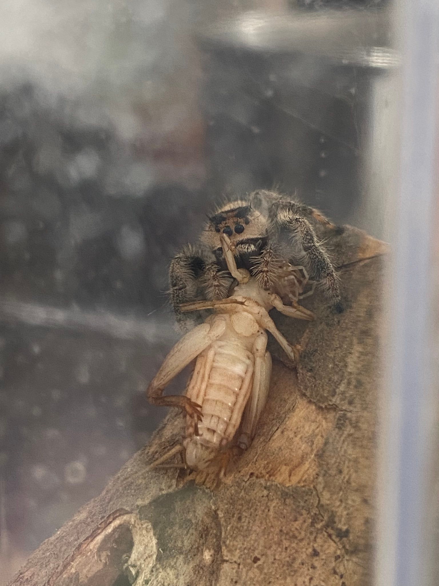 Baby regal jumping spiders for sale