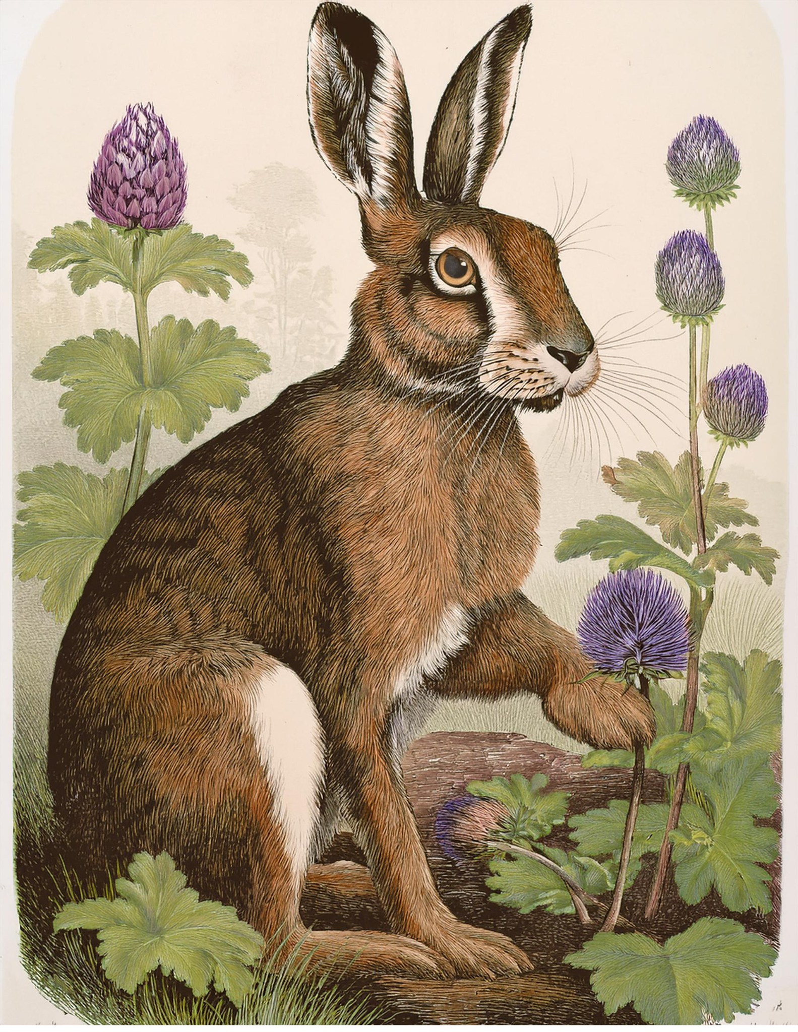 Set of 4/Woodland Rabbit Prints, 8x10 – Vintage Nature Art - Posters ...