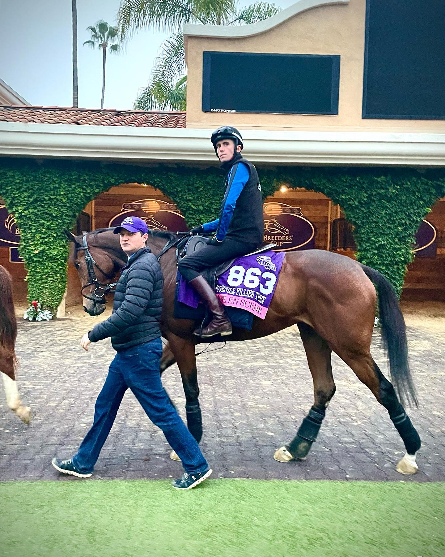 Mise En Scene has her final canter... - James Ferguson Racing | Facebook