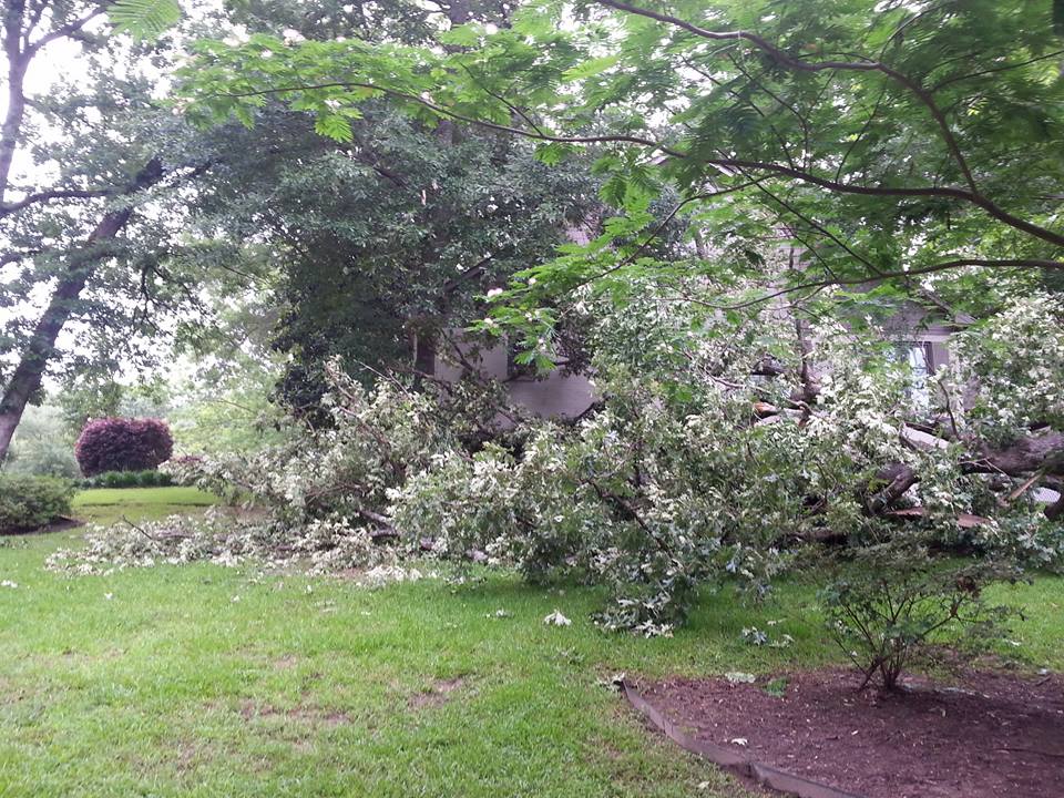 Patterson Tree Service | White Oak TX
