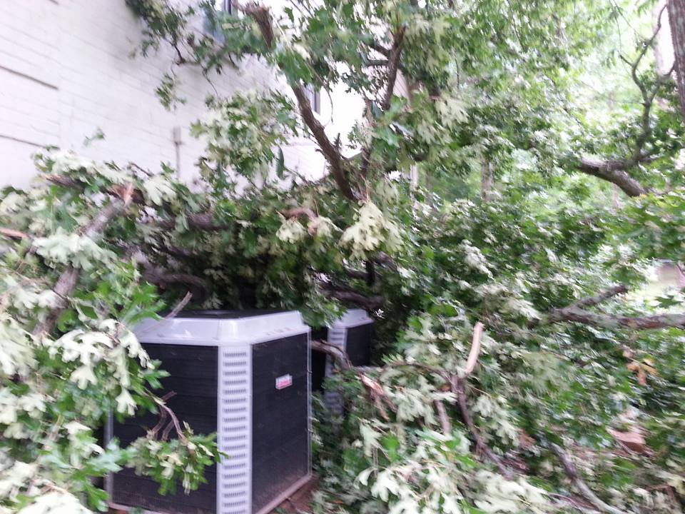 Patterson Tree Service | White Oak TX