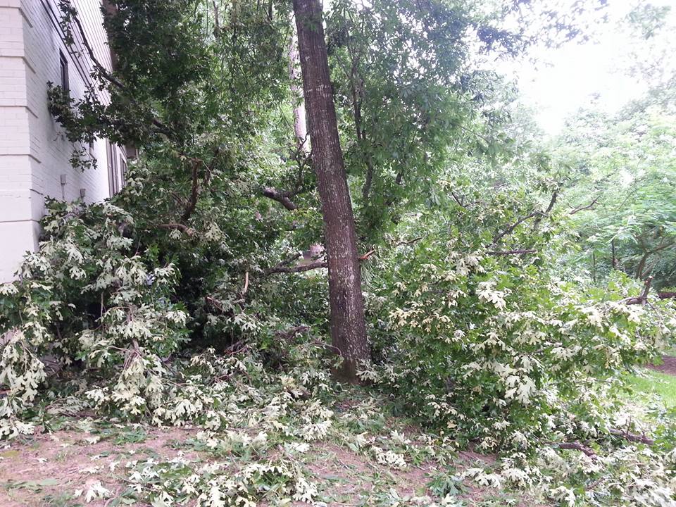 Patterson Tree Service | White Oak TX
