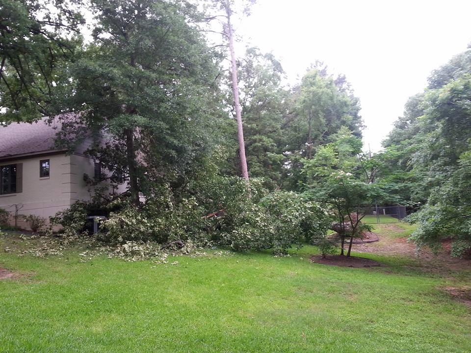 Patterson Tree Service | White Oak TX