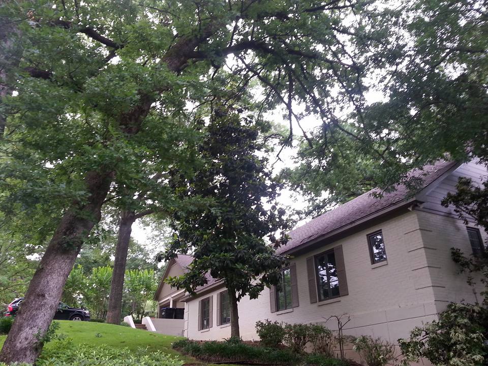 Patterson Tree Service | White Oak TX