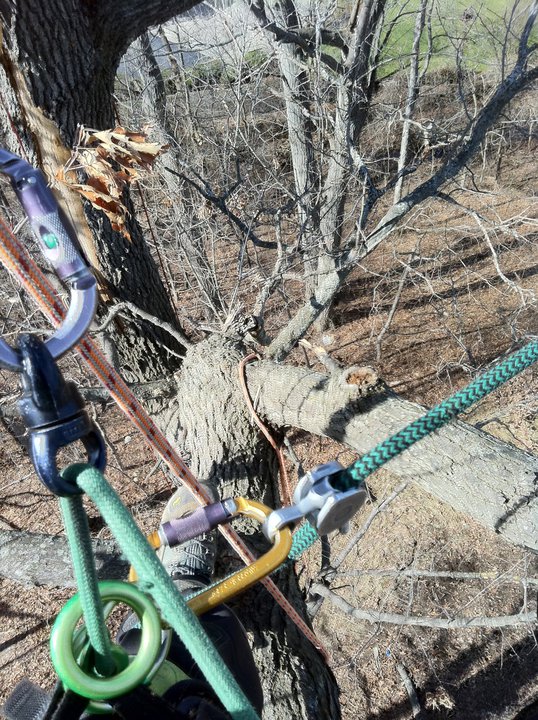 The Tree Guru