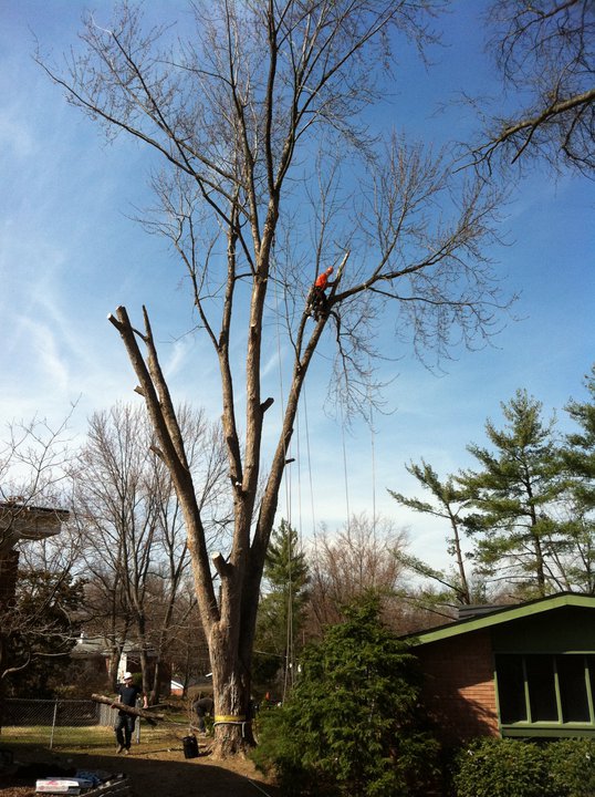 The Tree Guru