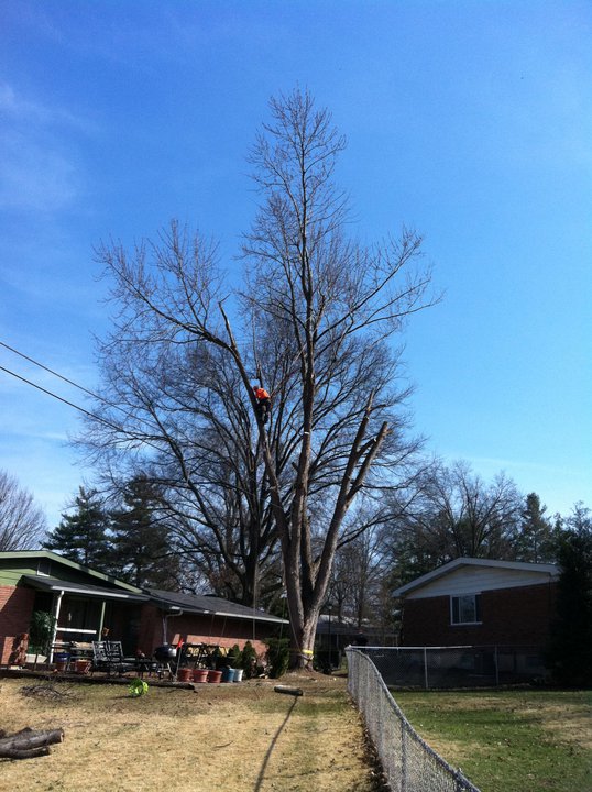 The Tree Guru