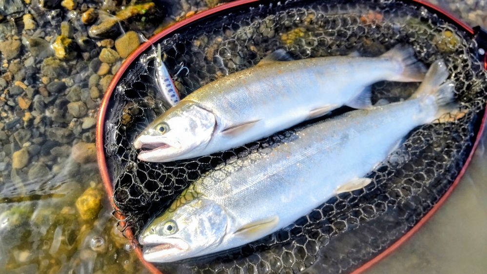 魚じゃらし工房 - 静岡県の根本様から天竜川サツキマス(42cm)の釣果