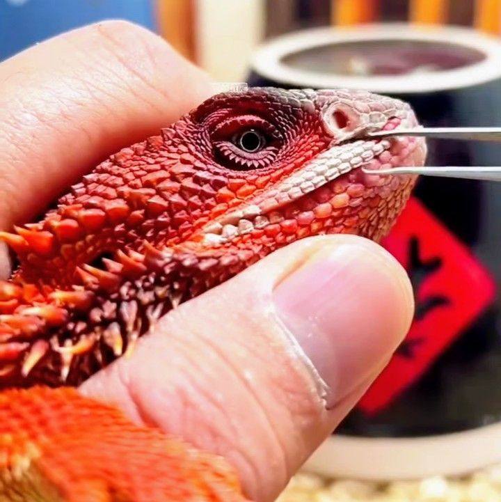 Beard Dragon Lizard care #fypシ #reelsvideoシ #animals #foryouシ ...