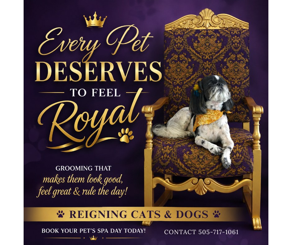 Reigning Cats and Dogs | Albuquerque NM