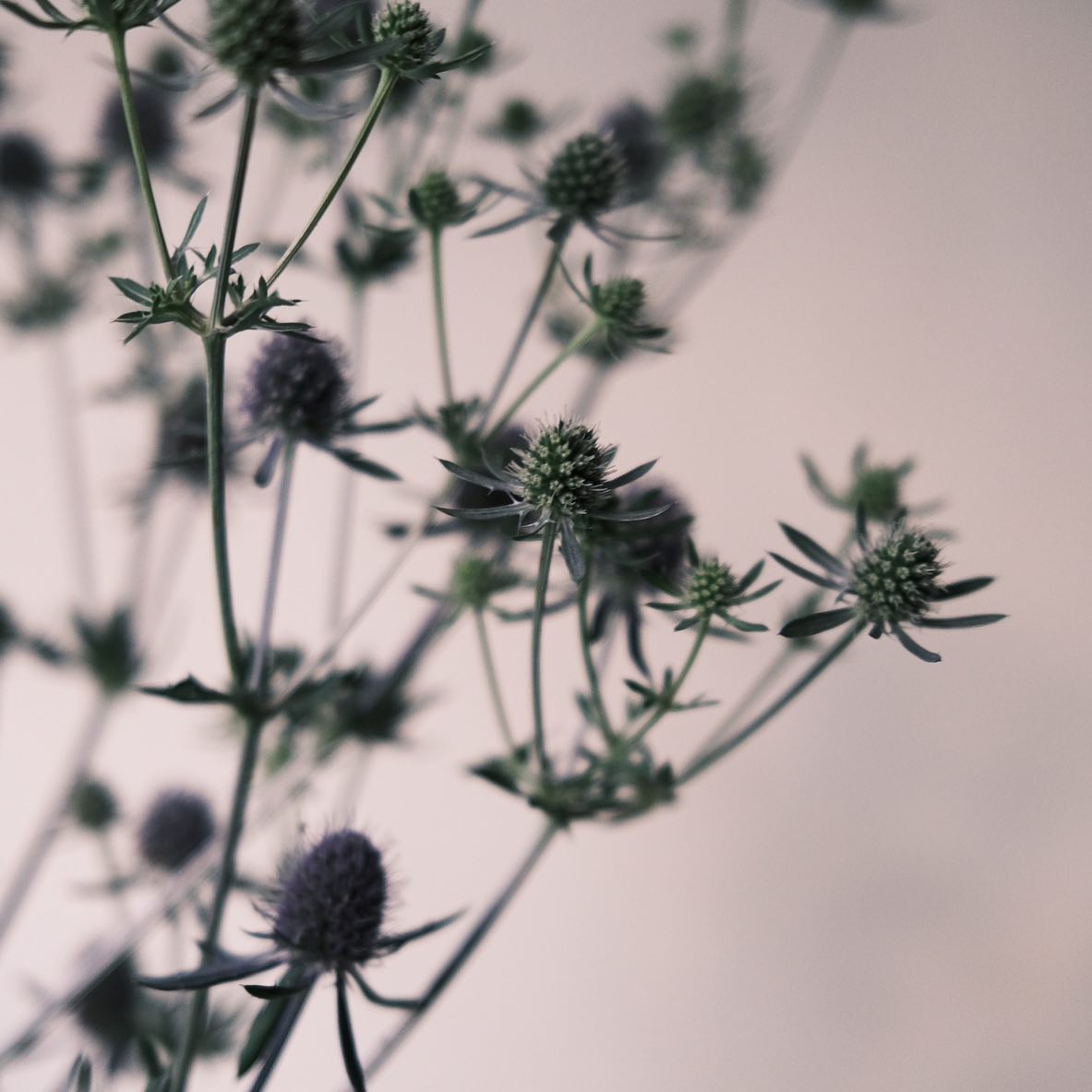 Florāotu 凹凸植制所 - 『 Eryngium campestre刺芹 』... | Facebook