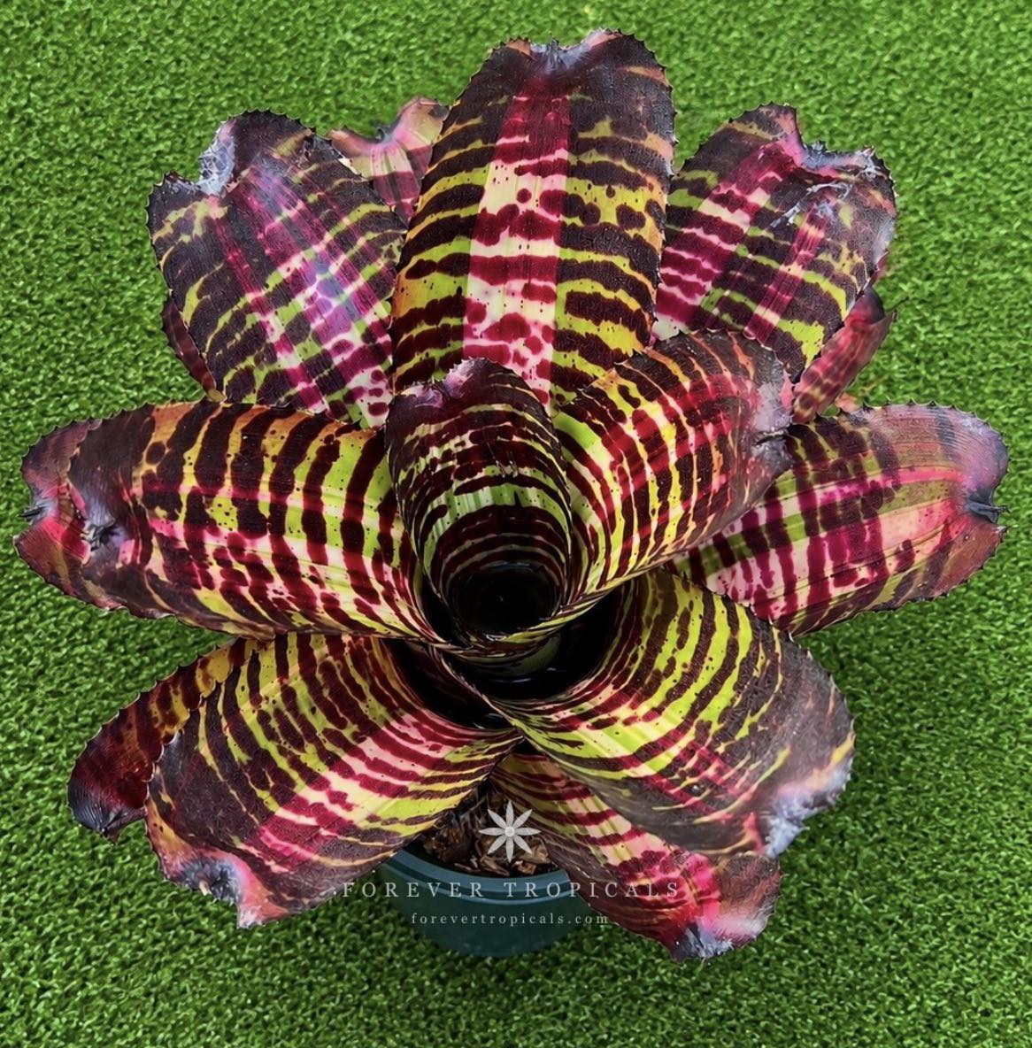 Forever - Neoregelia 'Hyena' | Facebook