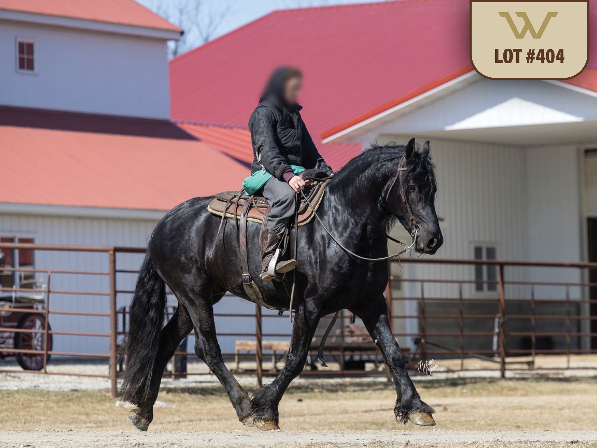 Meet Tuxedo! Lot 404 consigned by Menno M & Sara Miller, Triple M