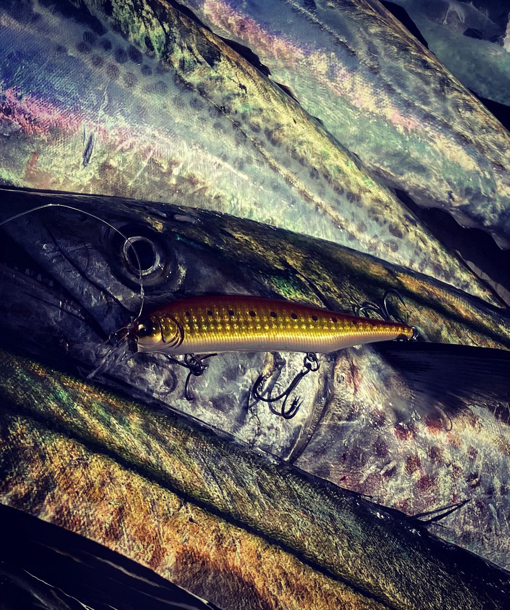 Megabass - 鯉のぼりをモチーフにした「天昇カラー・ルアーセット
