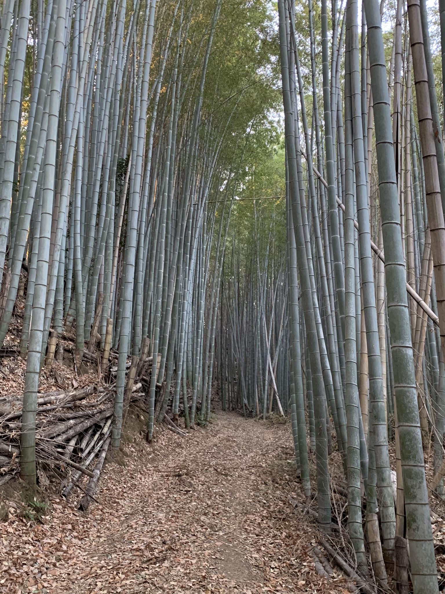急ぎです。亡き祖父の年代物の梅の盆栽です。今日明日中に横浜の自宅 