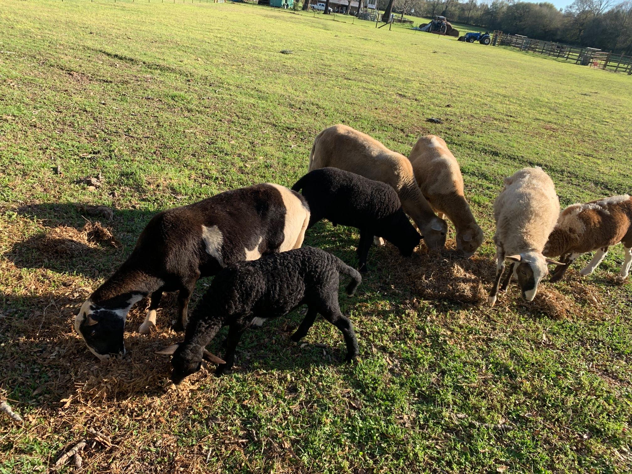 2 Katahdin lambs are available.... - Triple Strand Ranch, LLC
