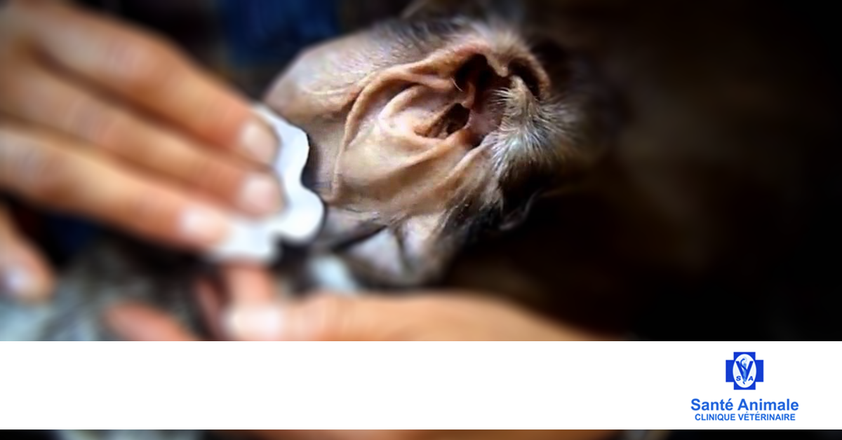 Photo inspiration: How To Use Cotton Balls To Clean A Dog S Reference: Santé 4 Ways To Prevent Ear Infections In Your Dog
