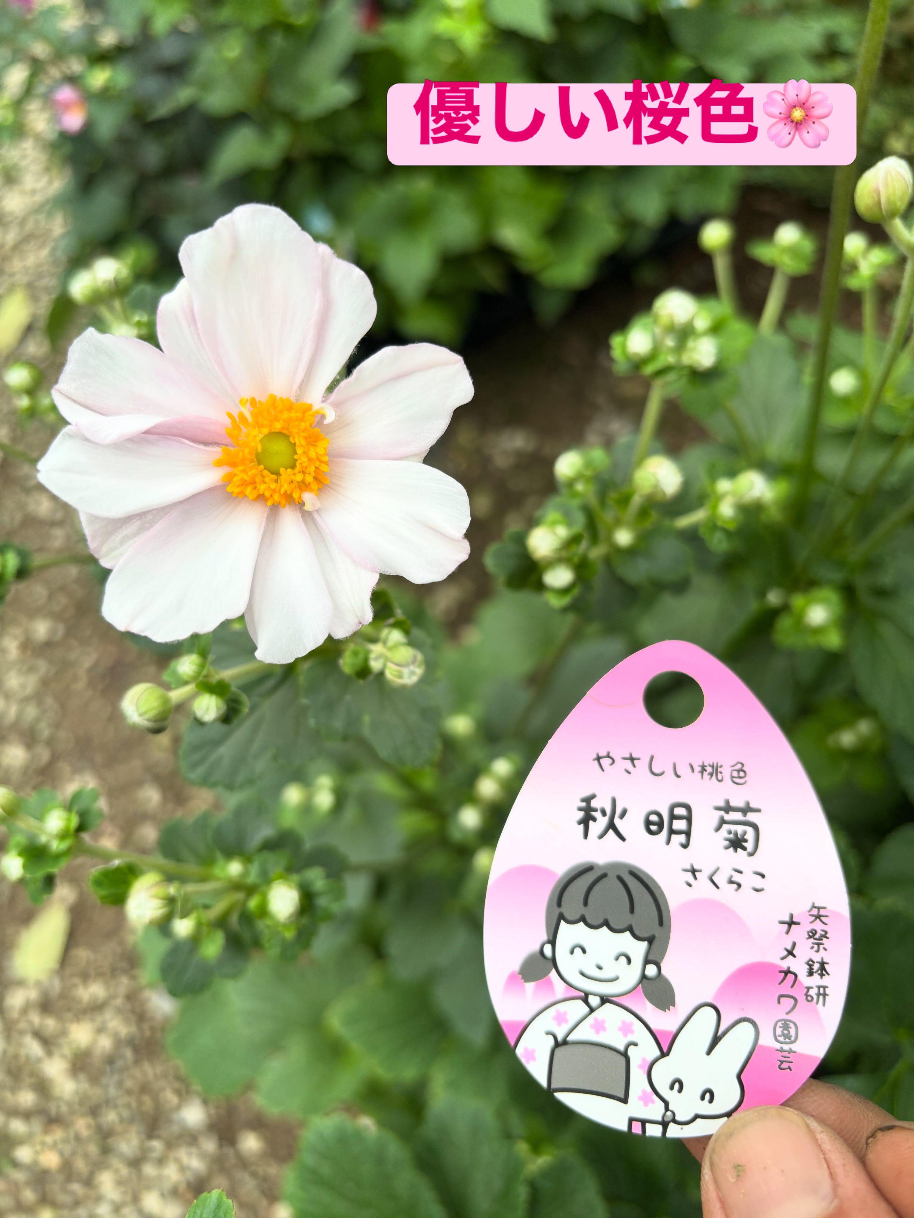 販売時期終わってからもお問合せ頂きますので、改めてご案内