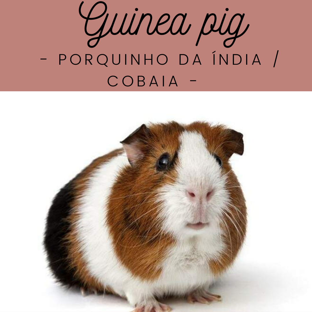Para os porquinhos... - Papo de Veterinária - com Thaís Rocha