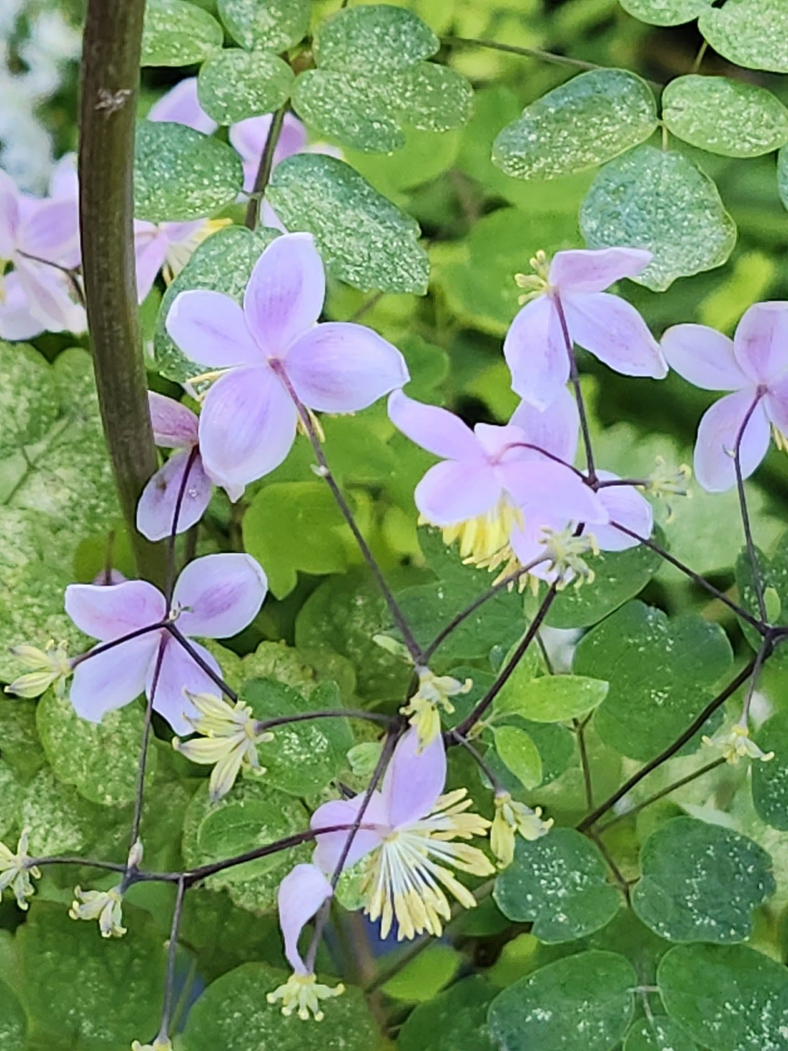 趣味の山野草と高山植物の栽培コミ | Facebook