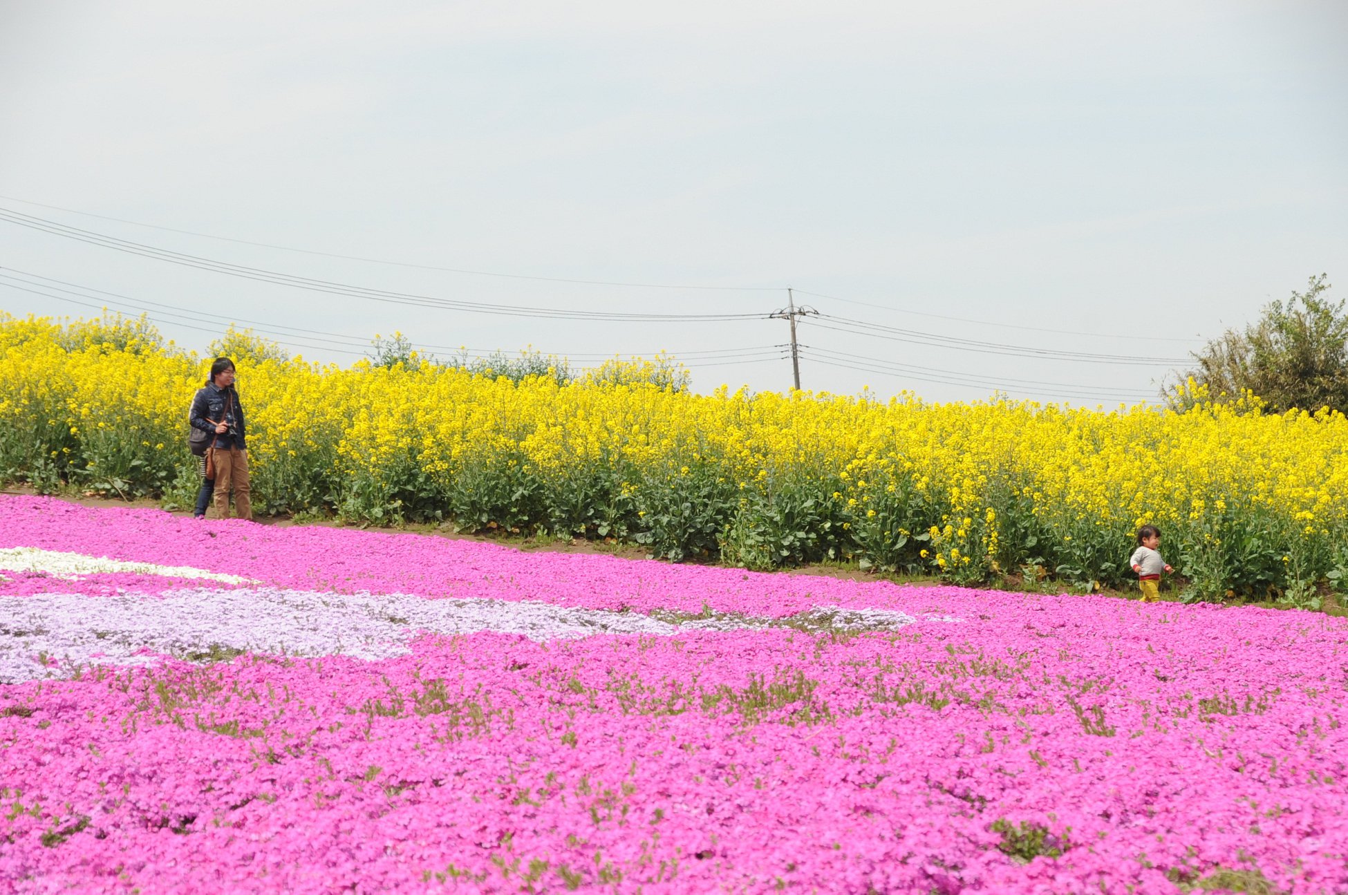 Hanadaka Flower-Viewing Hill: Rape Blossom Festival Hanadaka