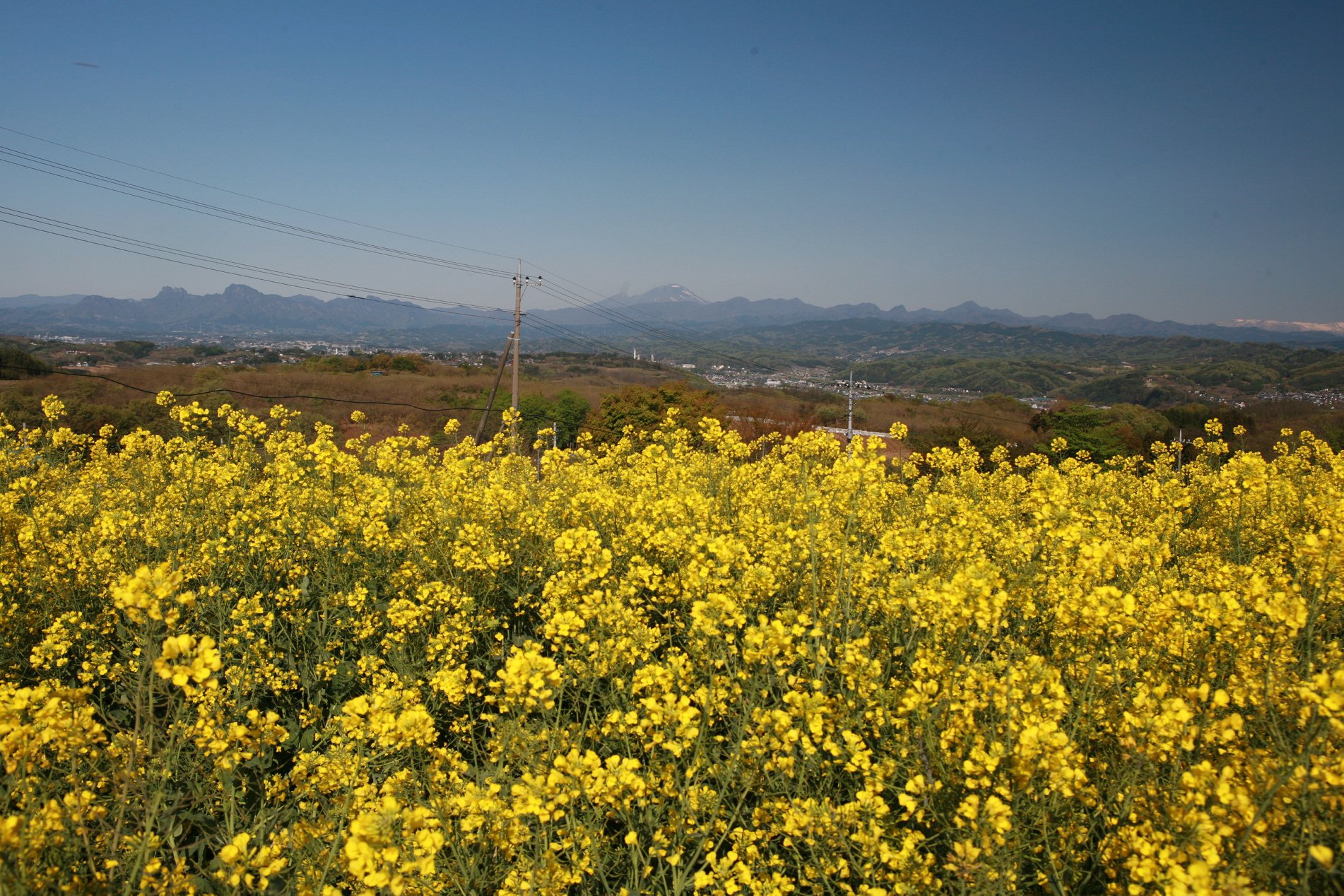 Hanadaka Flower-Viewing Hill: Rape Blossom Festival Hanadaka