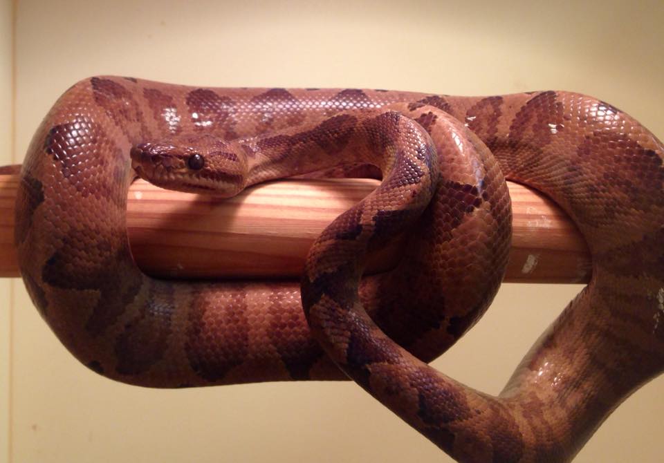 cutting edge herpetological inc. - home facebook