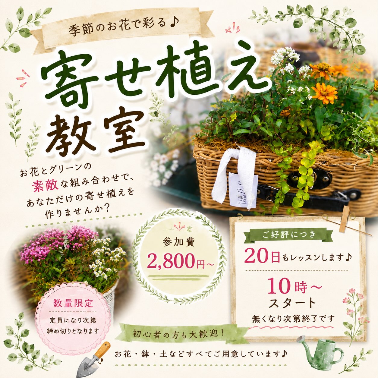 グリーンスポット（Garden - 芝桜🌸『フロックストロント』 通常の芝桜