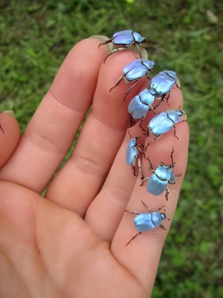 What is this large blue beetle species found in SW France?
