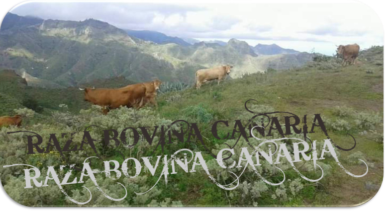 Raza Bovina Canaria